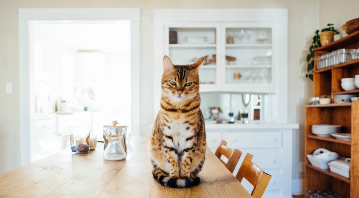 budget for your pet